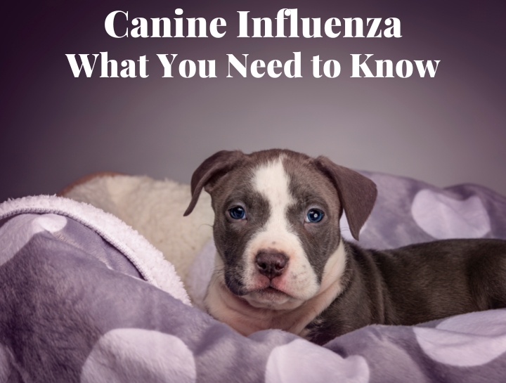 Canine Influenza: What You Need to Know