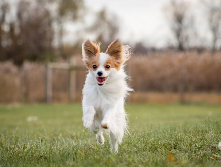 Boarding & Grooming for Dogs & Cats $city