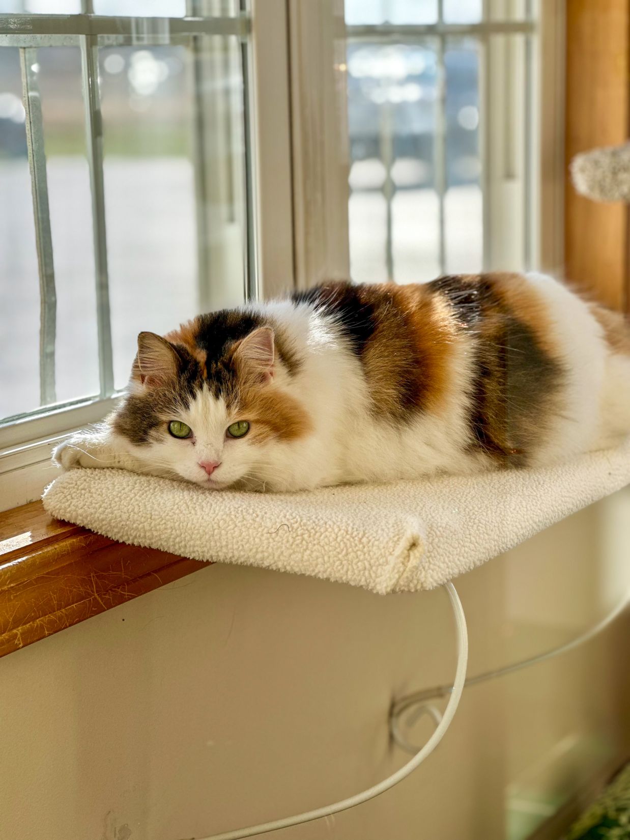 Cat Boarding in Oberlin