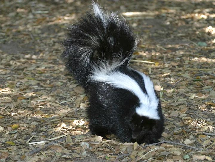 DIY Skunk Spray Treatment