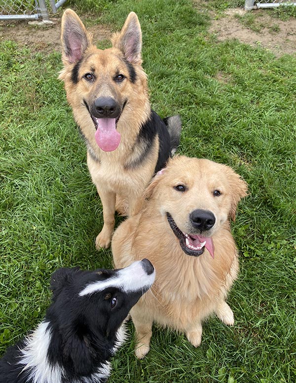 Dog Boarding in Oberlin